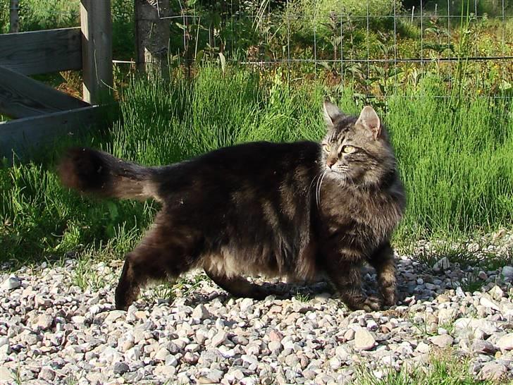 Blanding af racer Kissemat billede 1