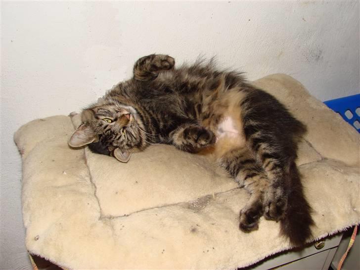 Blanding af racer Kissemat billede 2