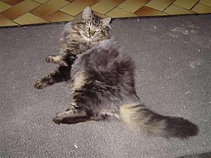 Blanding af racer Kissemat billede 3