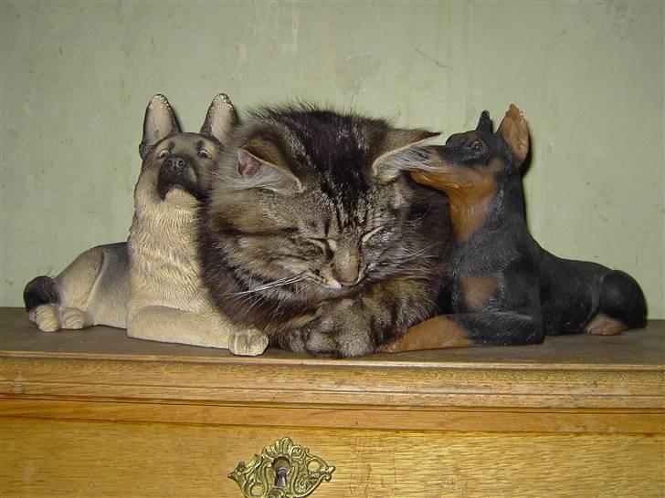 Blanding af racer Kissemat billede 4