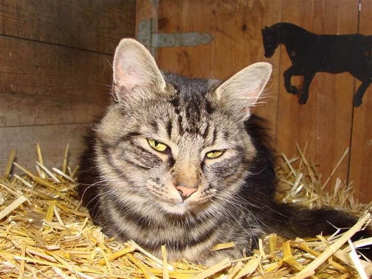 Blanding af racer Kissemat billede 5