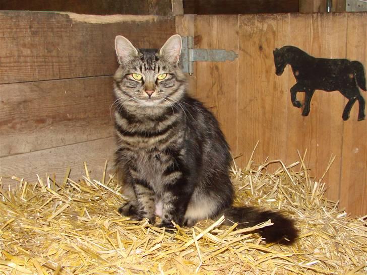 Blanding af racer Kissemat billede 6