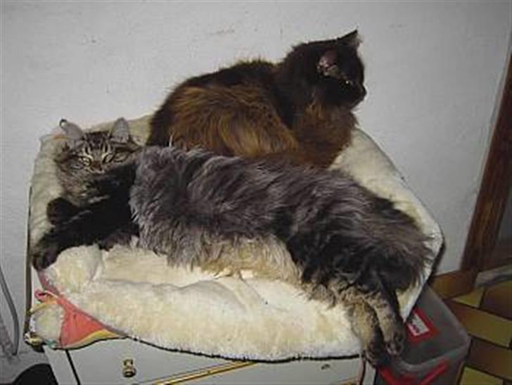 Blanding af racer Kissemat billede 7