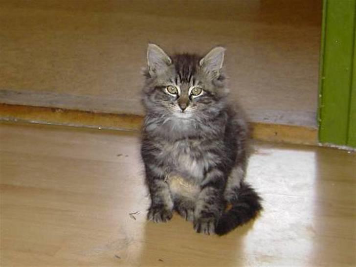 Blanding af racer Kissemat billede 8