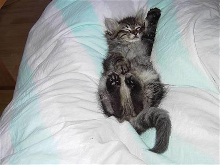 Blanding af racer Kissemat billede 9