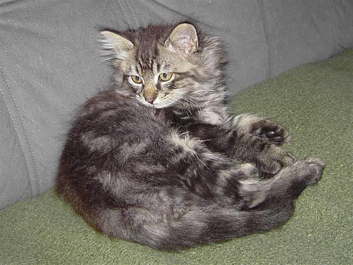 Blanding af racer Kissemat billede 10