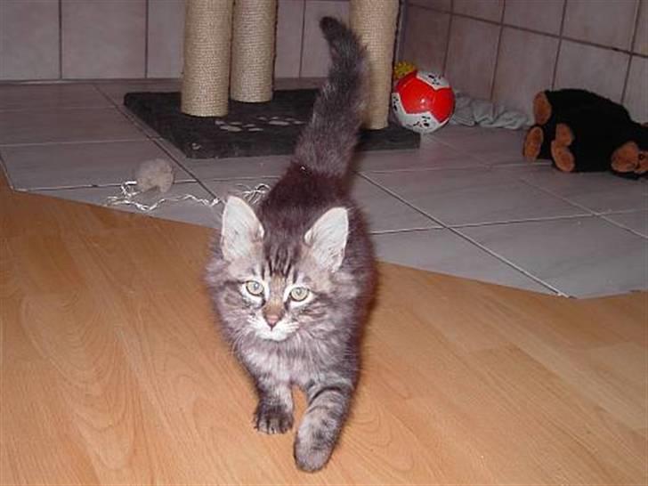 Blanding af racer Kissemat billede 11