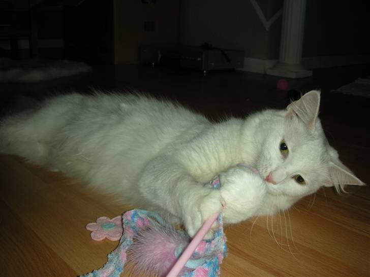 Maine Coon Shiba - Ligger og leger med min mor :) billede 1