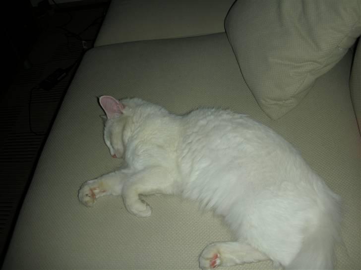 Maine Coon Shiba - Meget træt efter en lang køre tur, til mit nye hjem  billede 2