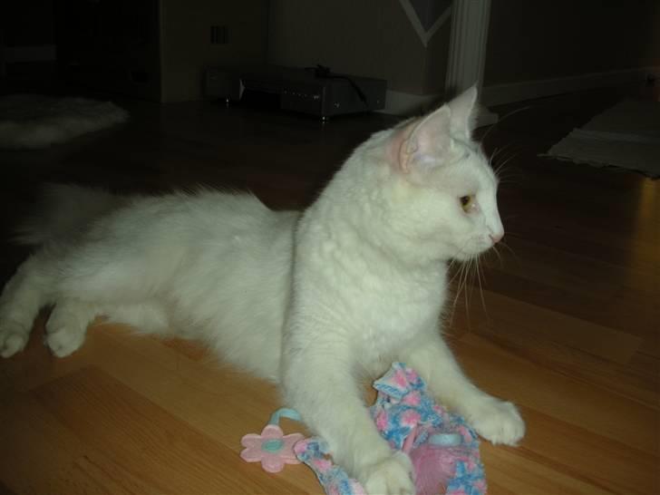 Maine Coon Shiba billede 3