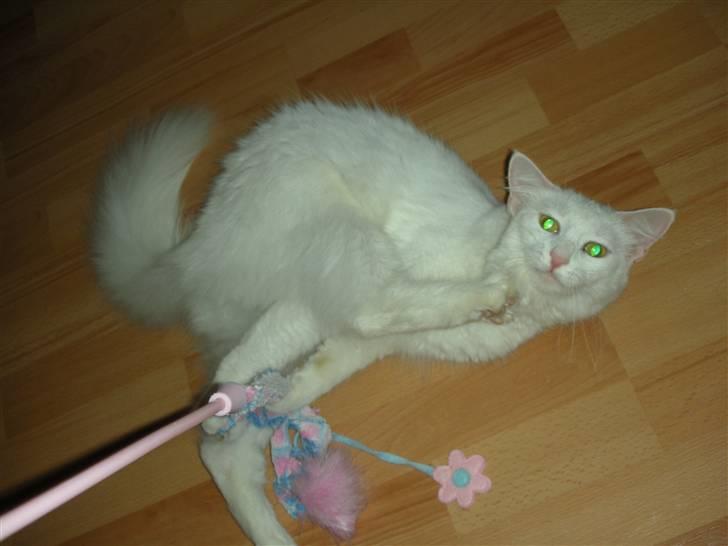 Maine Coon Shiba - Se hvor jeg kan :) billede 4