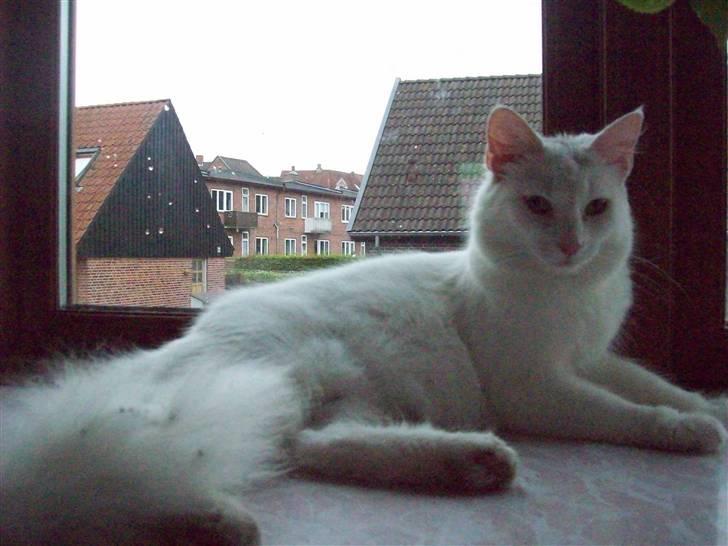 Maine Coon Shiba billede 5