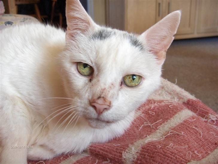 Huskat R.I.P ALF billede 1