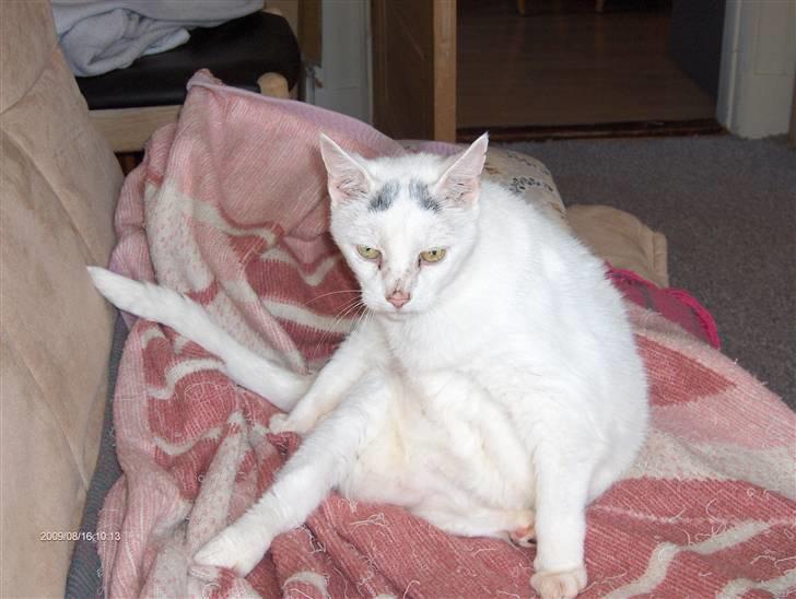 Huskat R.I.P ALF billede 2