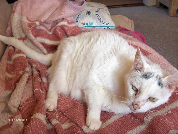 Huskat R.I.P ALF billede 3