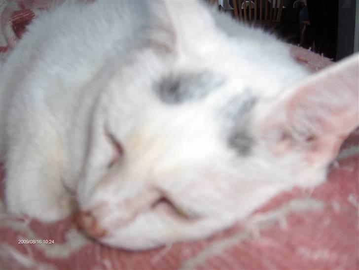 Huskat R.I.P ALF billede 4