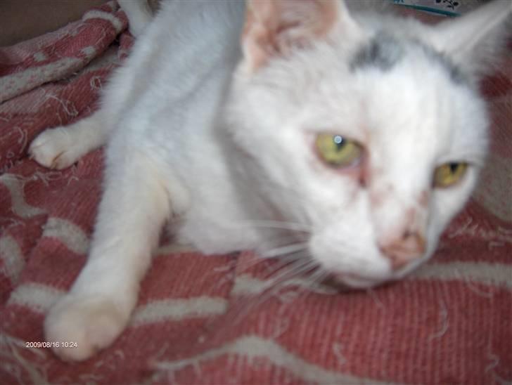 Huskat R.I.P ALF billede 5