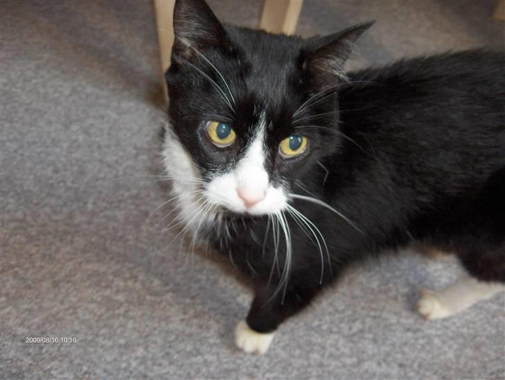 Huskat R.I.P HUGO billede 1