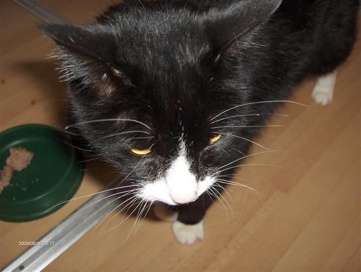 Huskat R.I.P HUGO billede 2