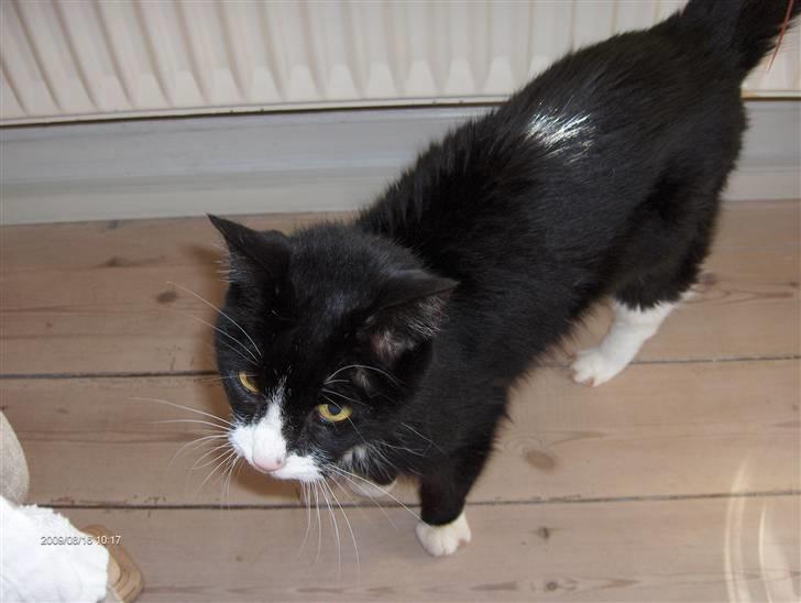 Huskat R.I.P HUGO billede 3