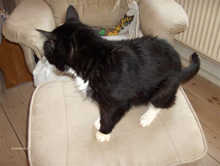 Huskat R.I.P HUGO billede 4