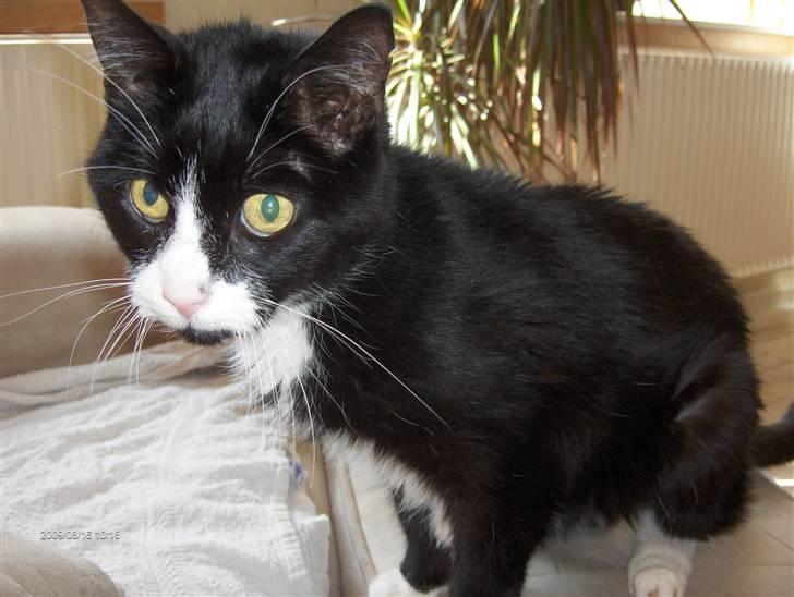 Huskat R.I.P HUGO billede 5