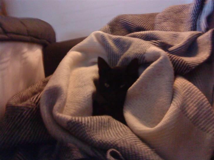 Huskat Mille <3 R.I.P billede 8