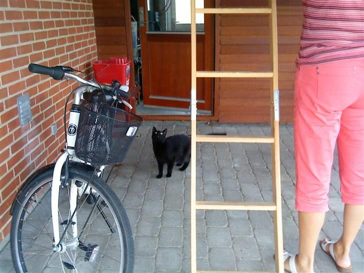 Huskat Mille <3 R.I.P billede 9