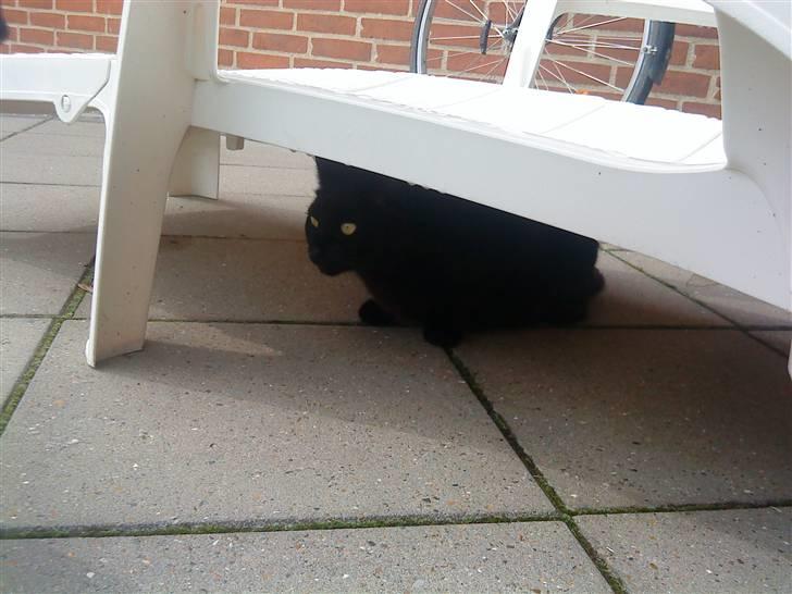 Huskat Mille <3 R.I.P billede 10