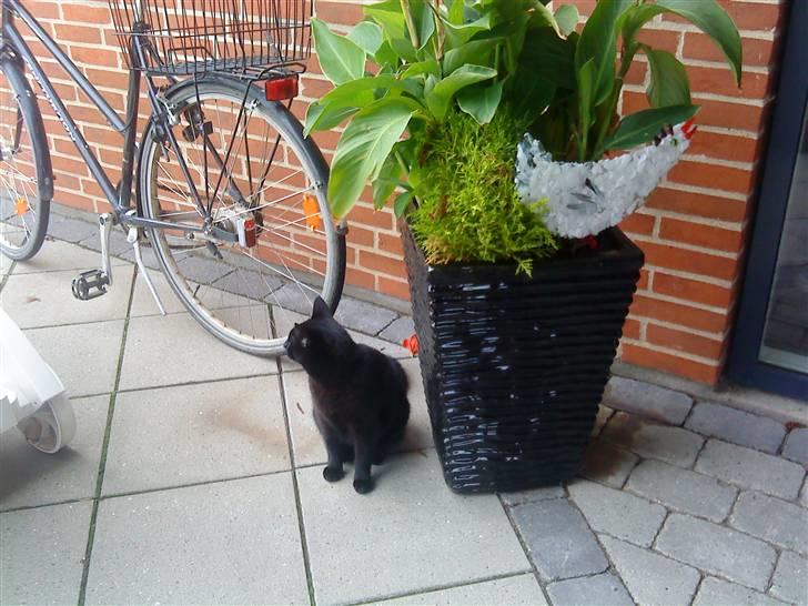 Huskat Mille <3 R.I.P billede 11