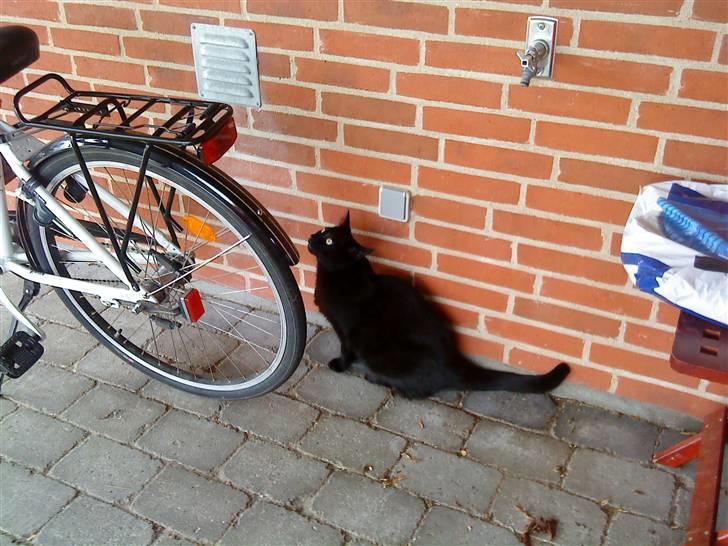 Huskat Mille <3 R.I.P billede 12