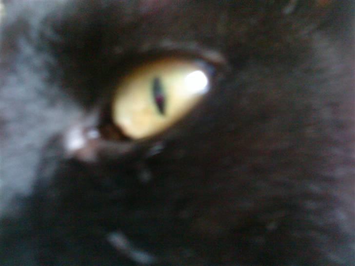 Huskat Mille <3 R.I.P - mille´s øje(; billede 13