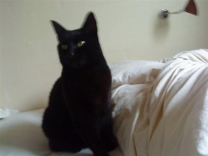 Huskat Mille <3 R.I.P billede 14