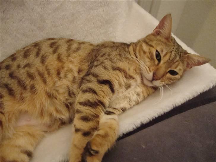 Bengal Tila - Tila billede 1