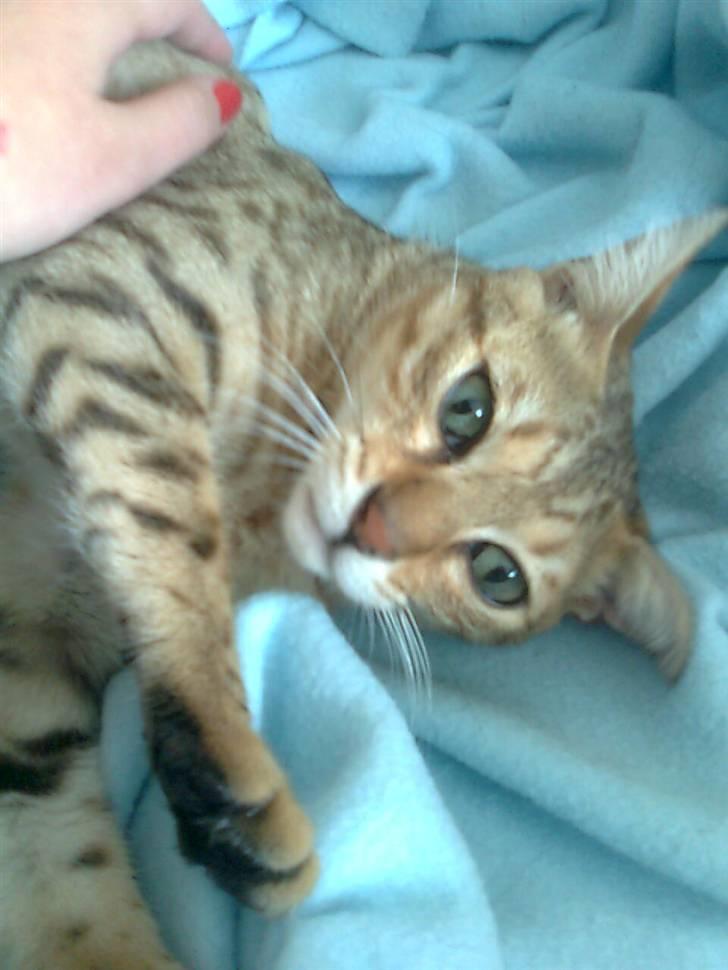 Bengal Tila - Tila kæler billede 2