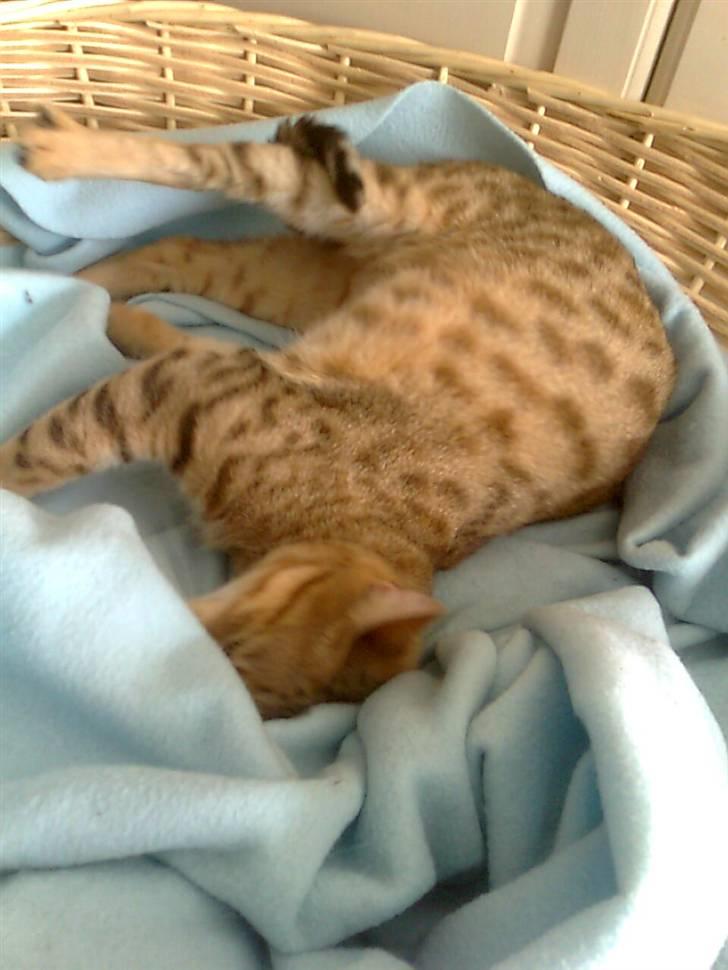 Bengal Tila - hygger i kurven billede 3