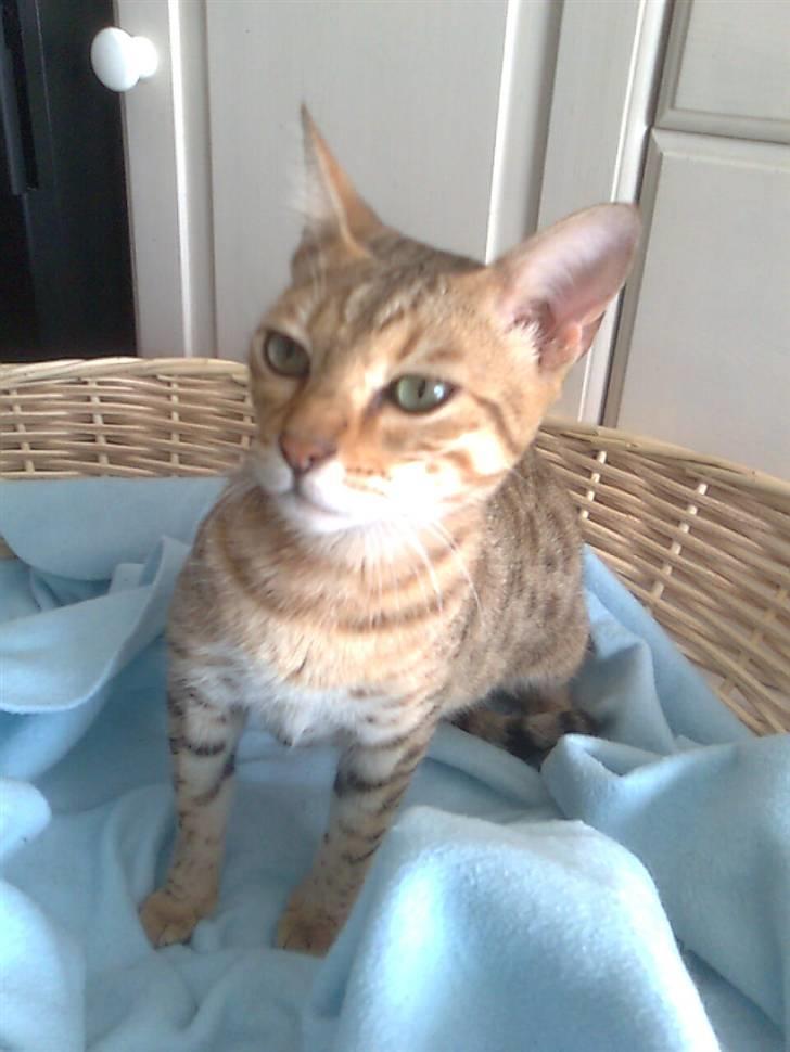 Bengal Tila - hun har nogle flotte øjne billede 4