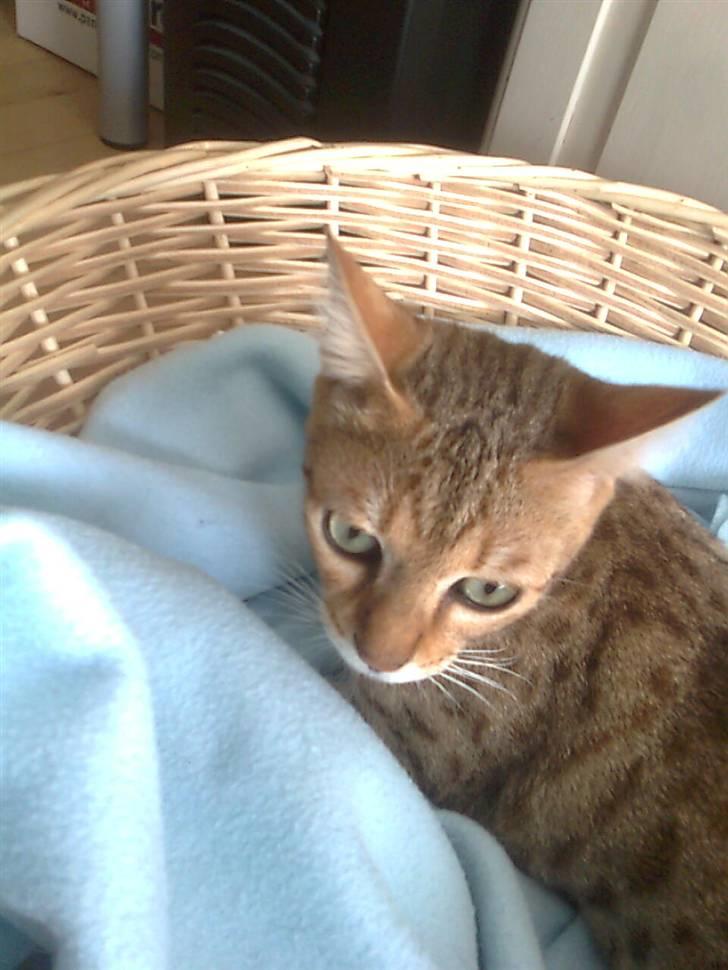 Bengal Tila - Tila billede 5