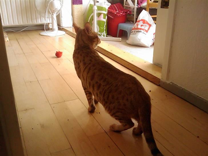 Bengal Tila - ser lige hvad der er her.. billede 6