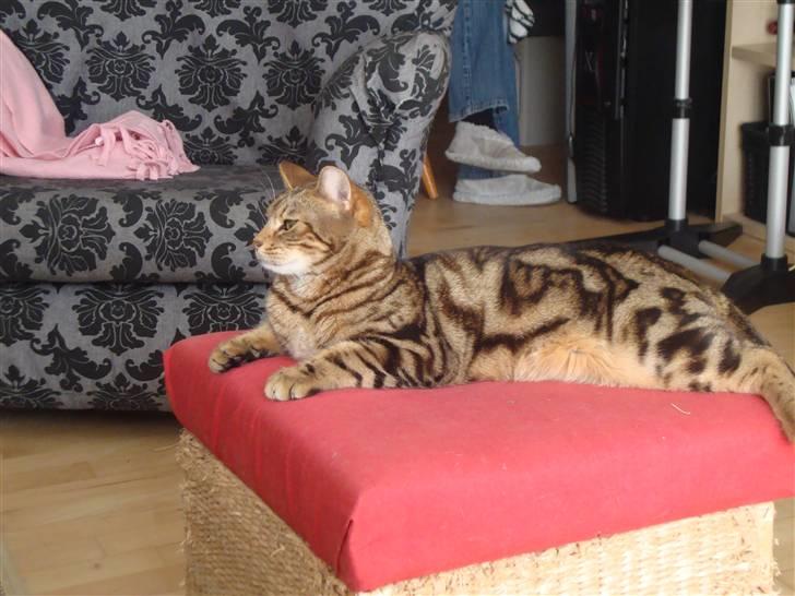 Bengal Tulak R.I.P. - Tulak billede 1