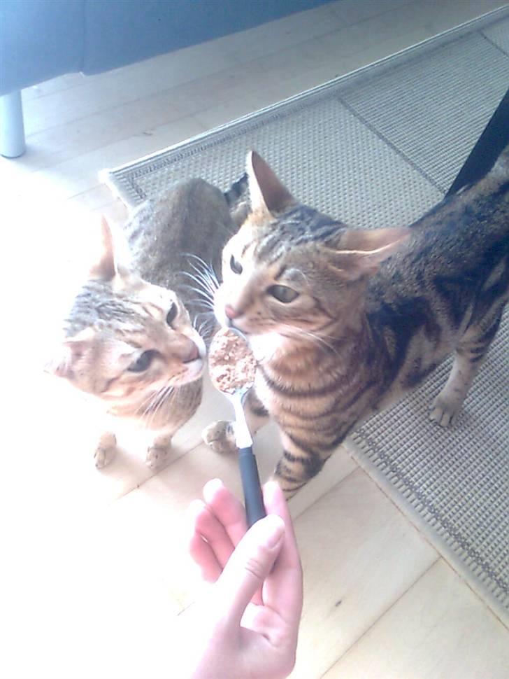 Bengal Tulak R.I.P. - Tulak og Tila får lidt lækkert billede 2