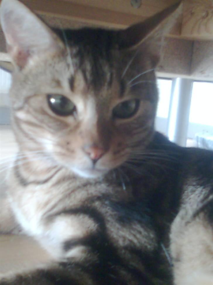 Bengal Tulak R.I.P. - Tulak billede 3