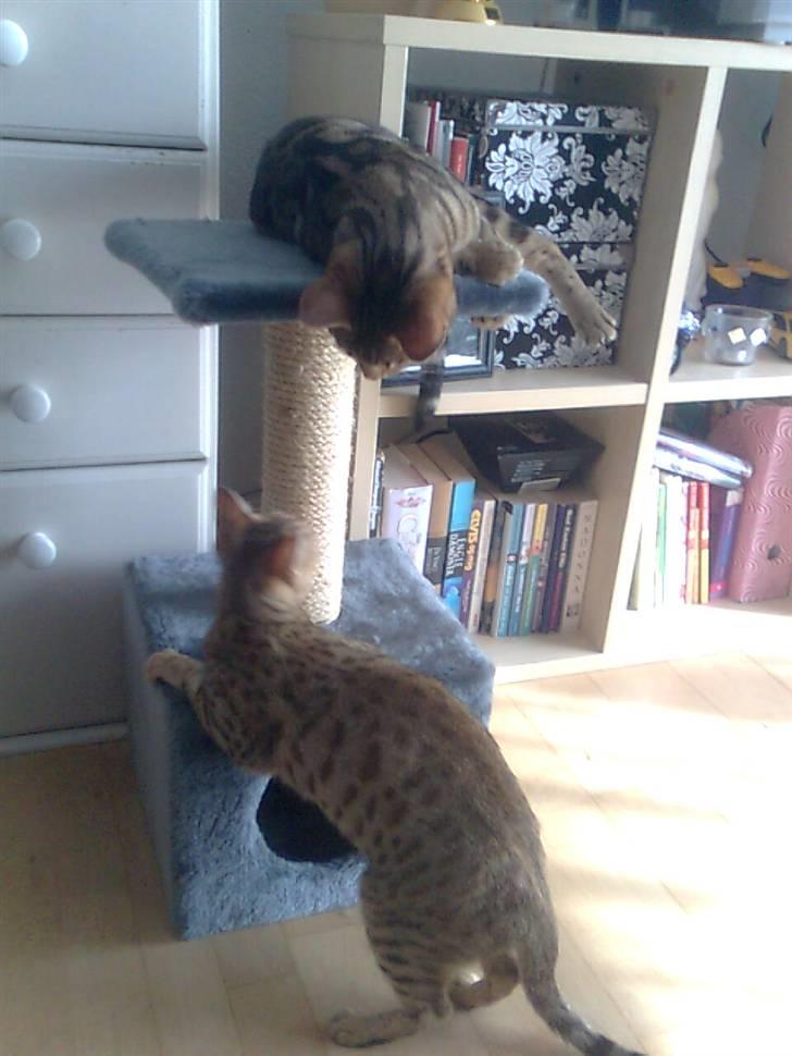 Bengal Tulak R.I.P. - Leger lige lidt med Tila billede 4