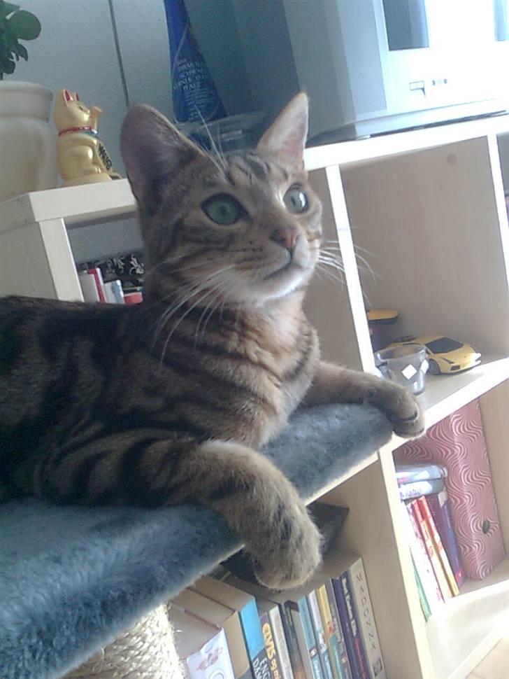 Bengal Tulak R.I.P. - Jeg holder øje med dig billede 5