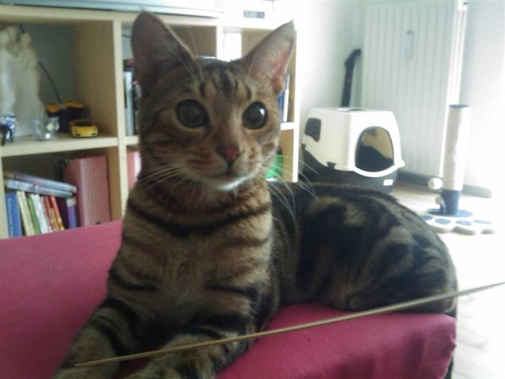 Bengal Tulak R.I.P. - hvad sker der derude.. billede 6