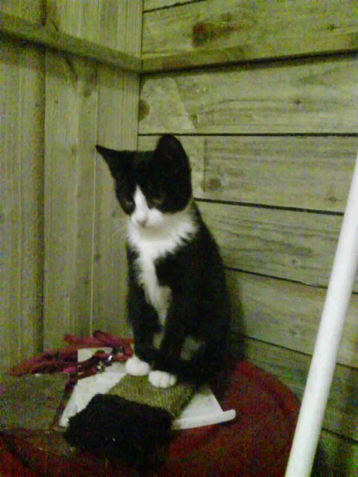 Huskat bølle  billede 15