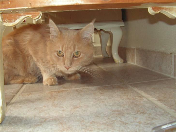 Maine Coon bastian billede 16
