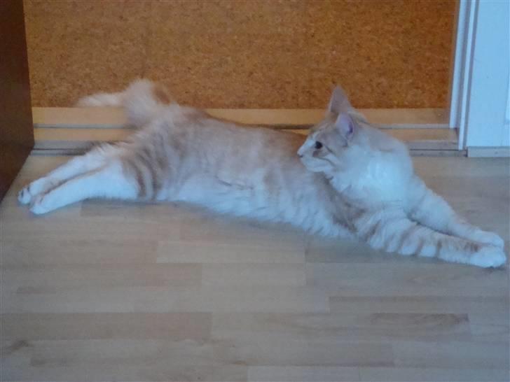 Maine Coon Baxter billede 6