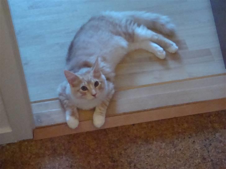 Maine Coon Baxter billede 7