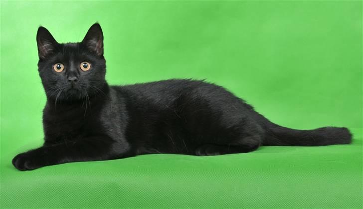 Huskat Siri - Siri billede 7